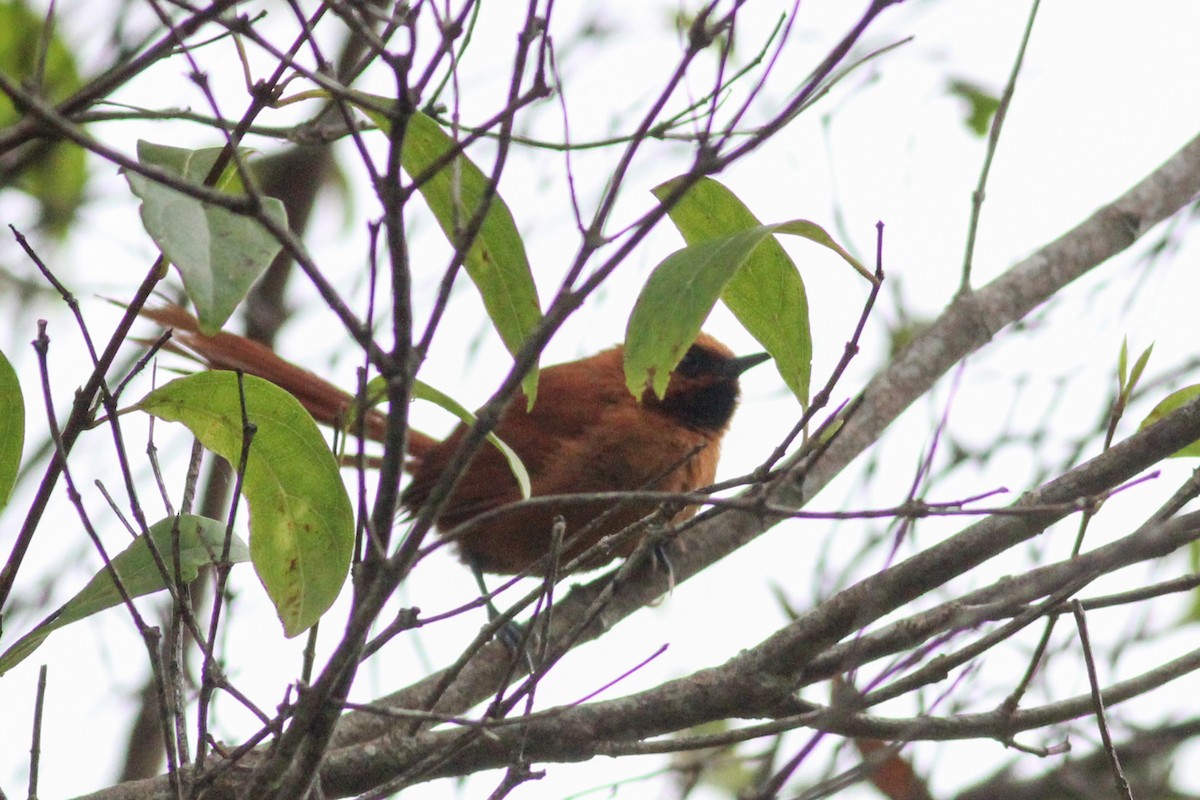 Black-throated Spinetail - ML597017191