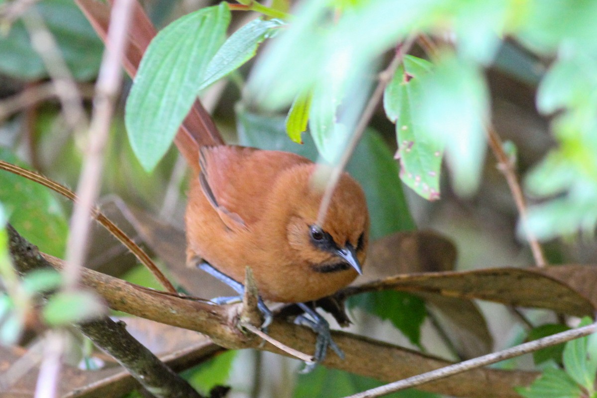 Black-throated Spinetail - ML597017201