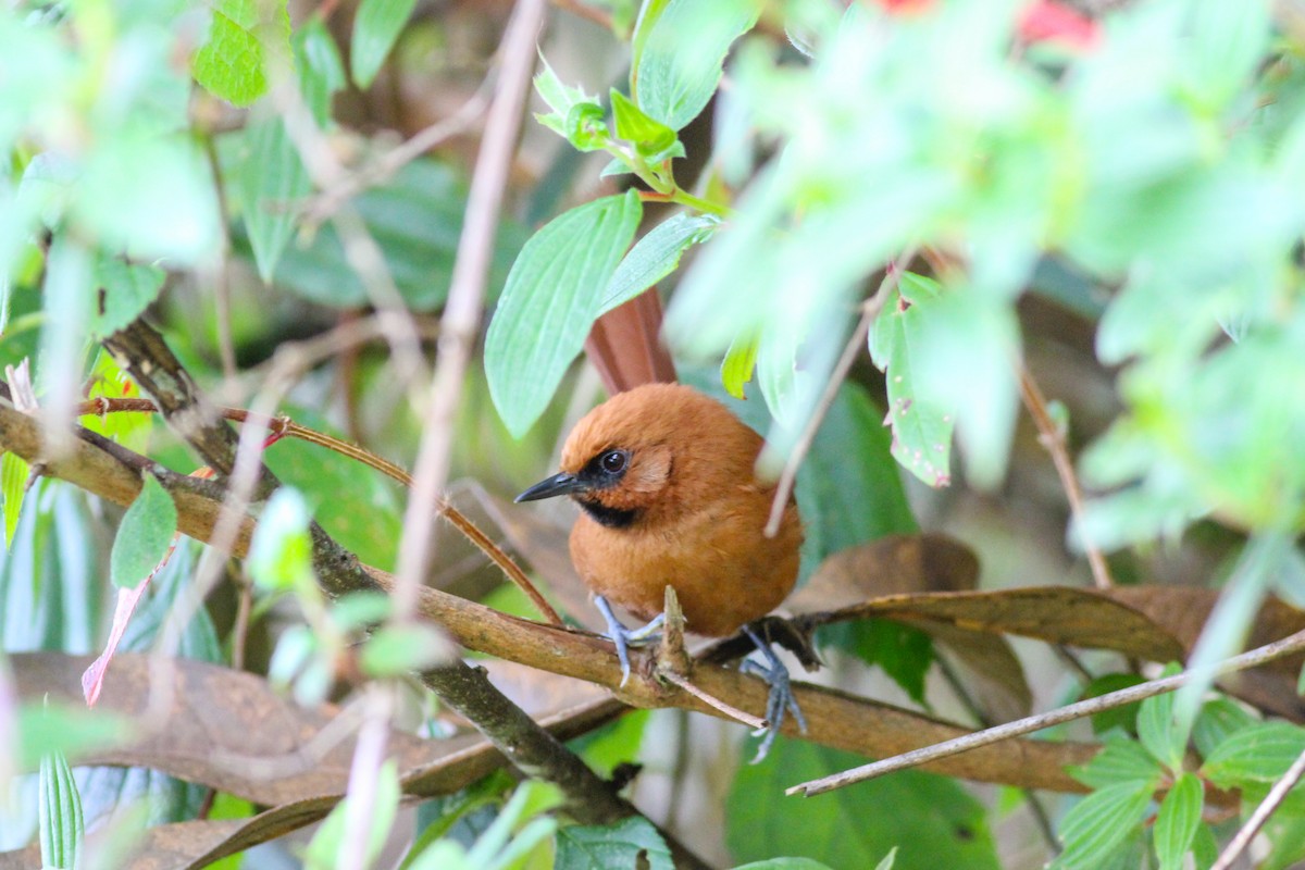 Black-throated Spinetail - ML597017211