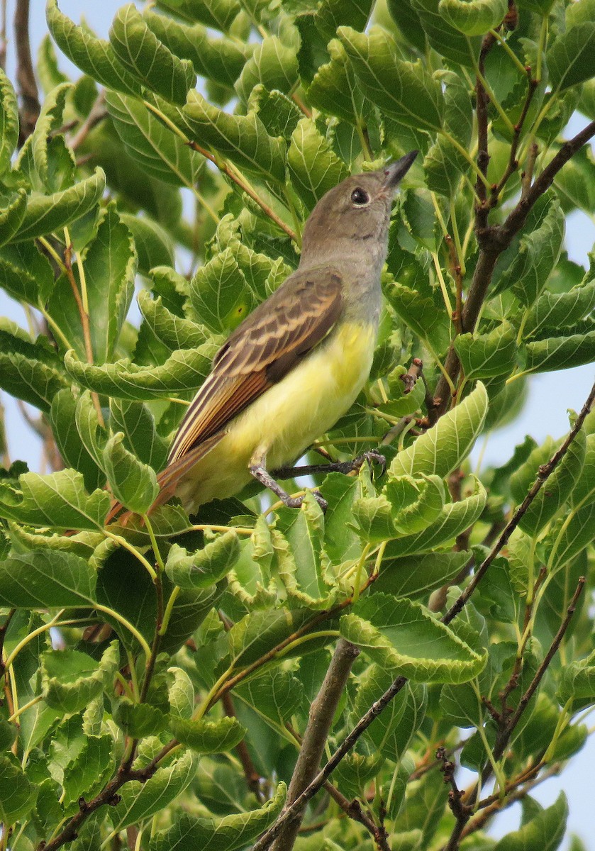 EBird Checklist 24 Jul 2023 Kettle Moraine Low Prairie SNA 15 Species