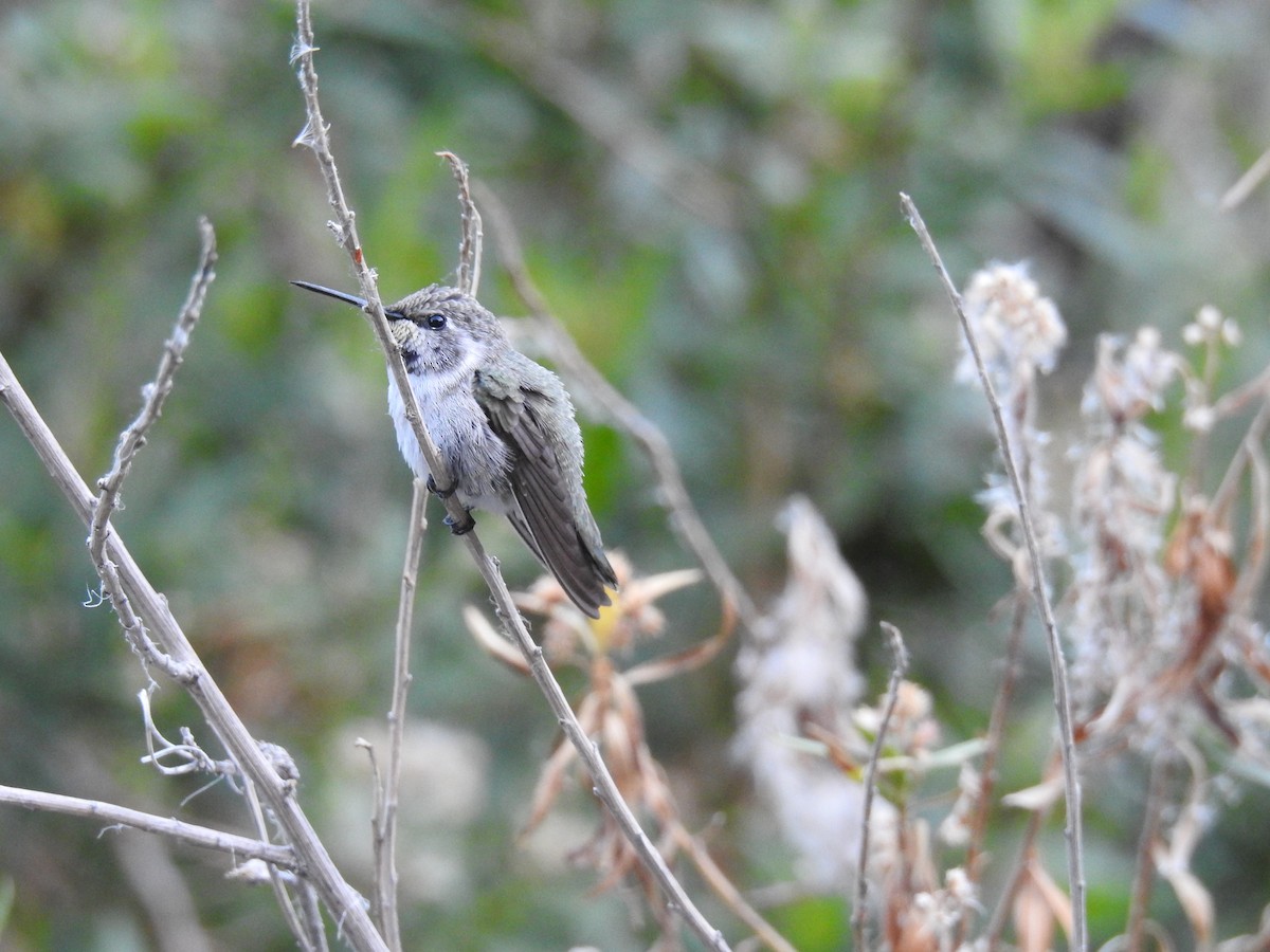 Costa's Hummingbird - Devon DeRaad
