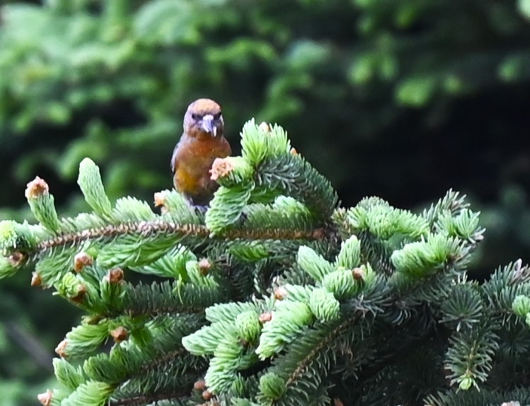 Red Crossbill - Charles Minero