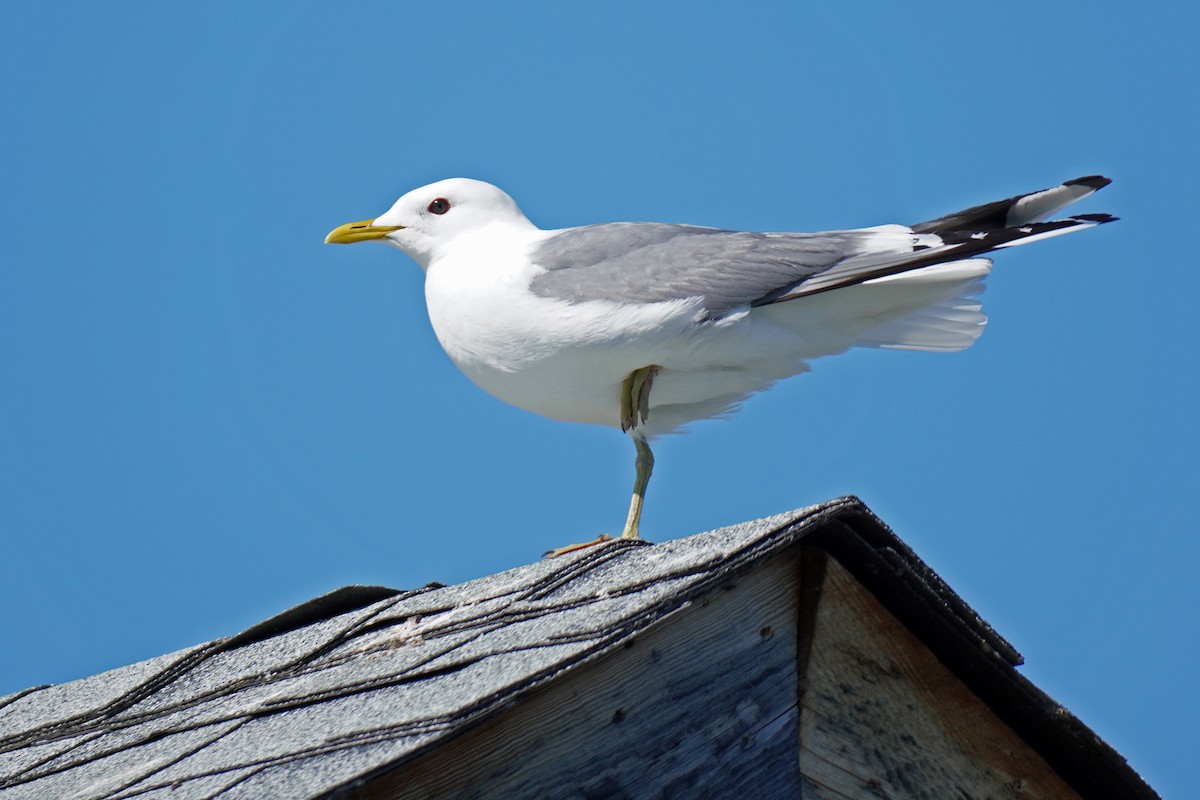 Short-billed Gull - Susan Iannucci