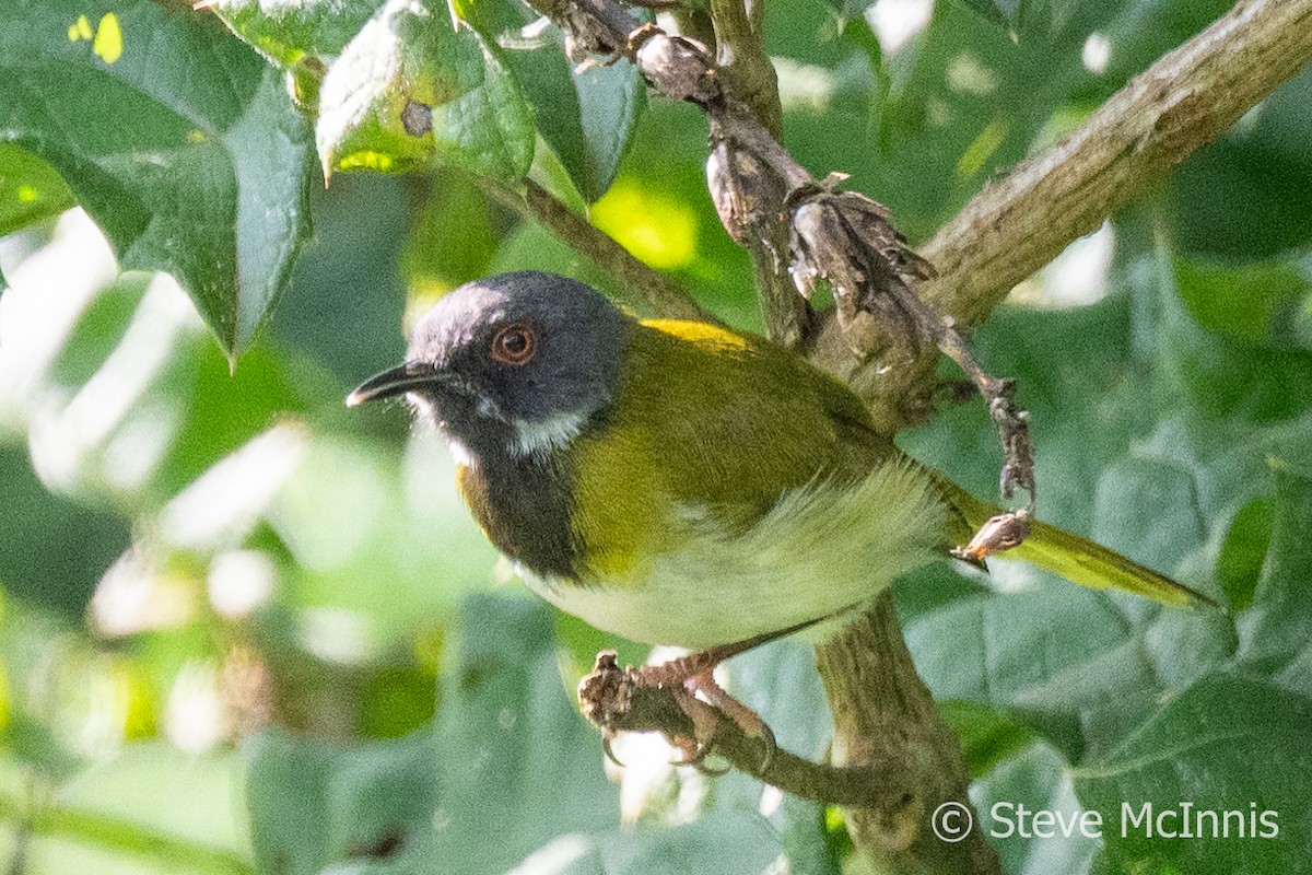 ML597031361 Masked Apalis Macaulay Library