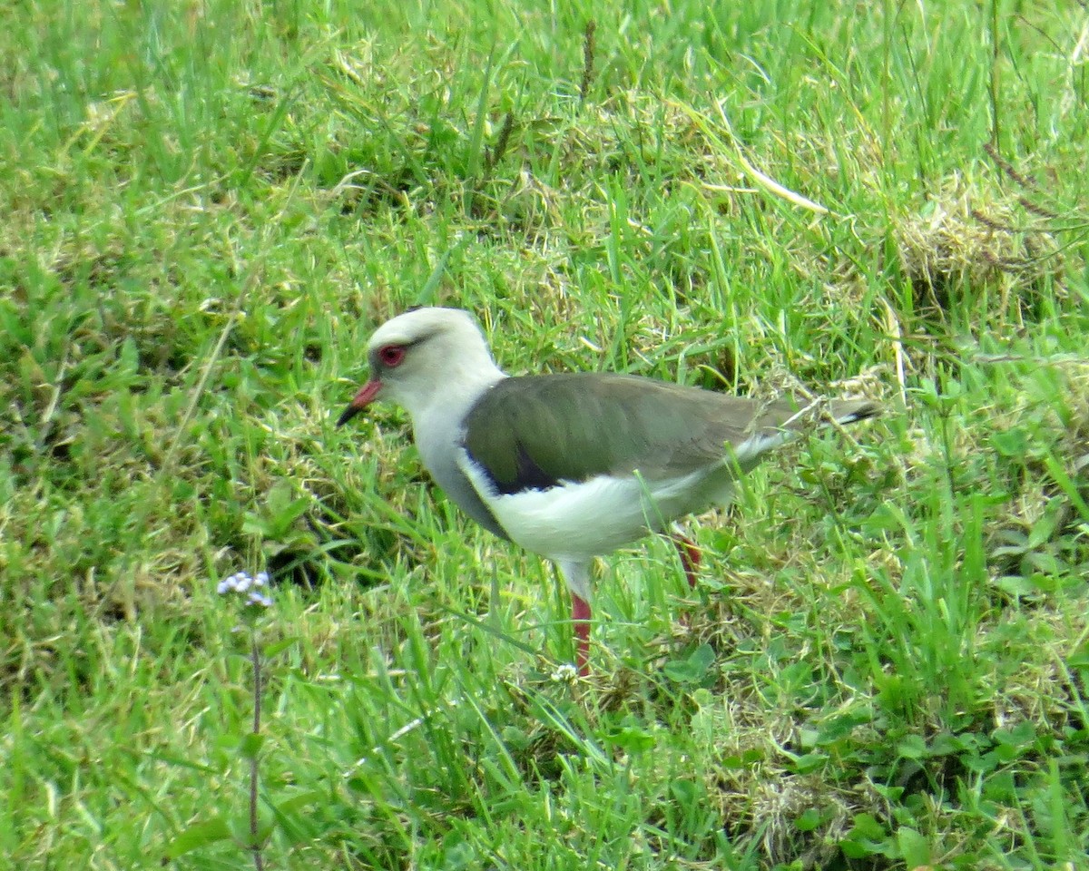 Andean Lapwing - ML597033101