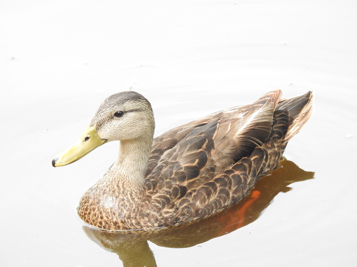 Mexican Duck - ML597033211
