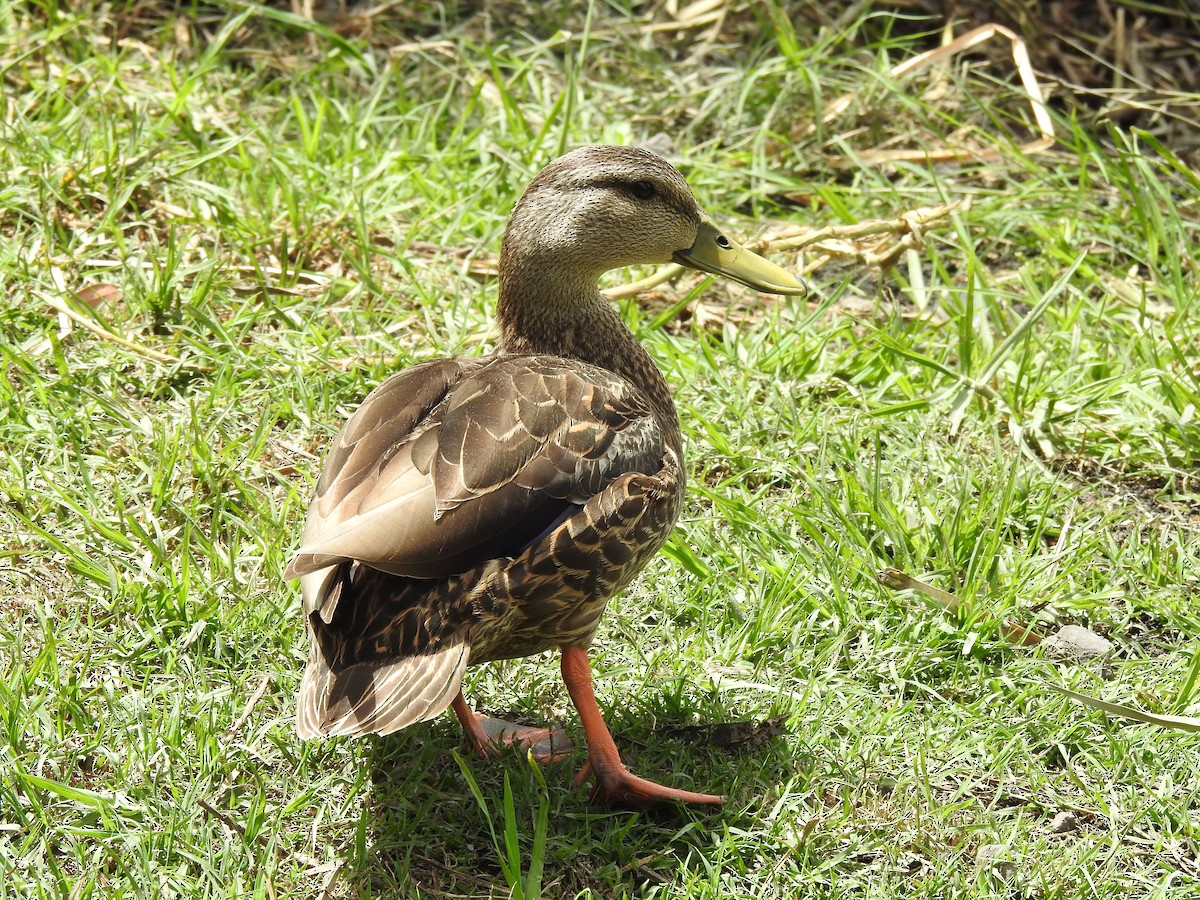 Mexican Duck - ML597033611