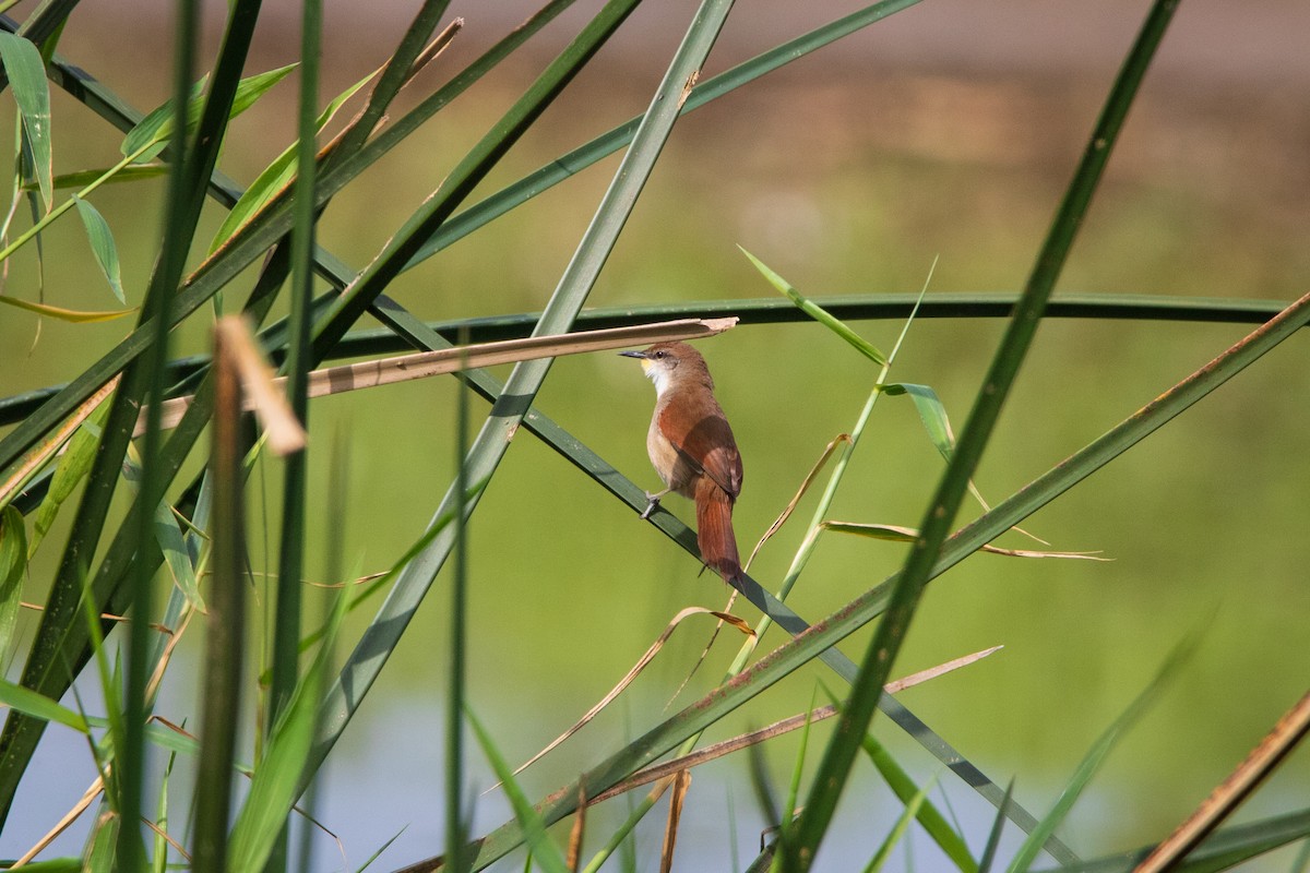 Yellow-chinned Spinetail - ML597034611