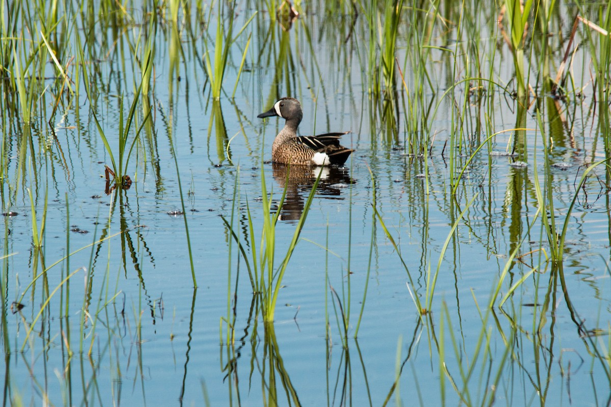 Blue-winged Teal - ML59703751