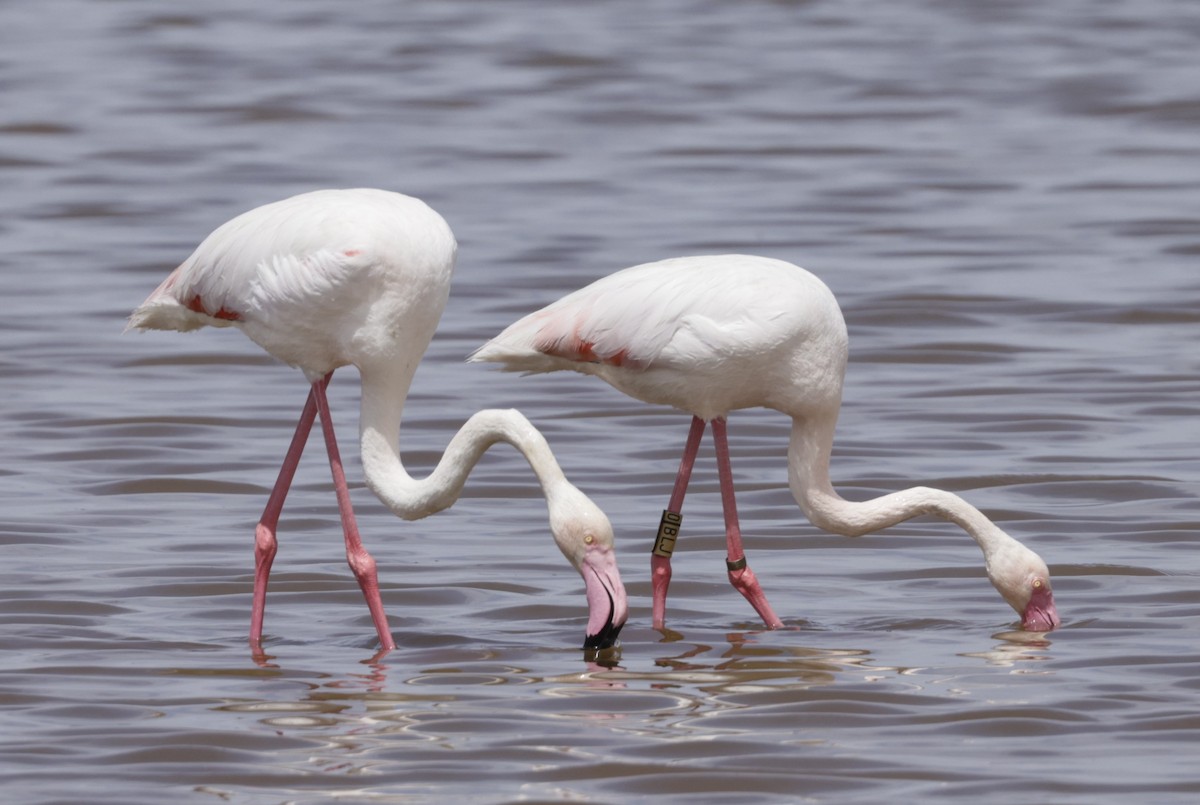 Greater Flamingo - ML597038271