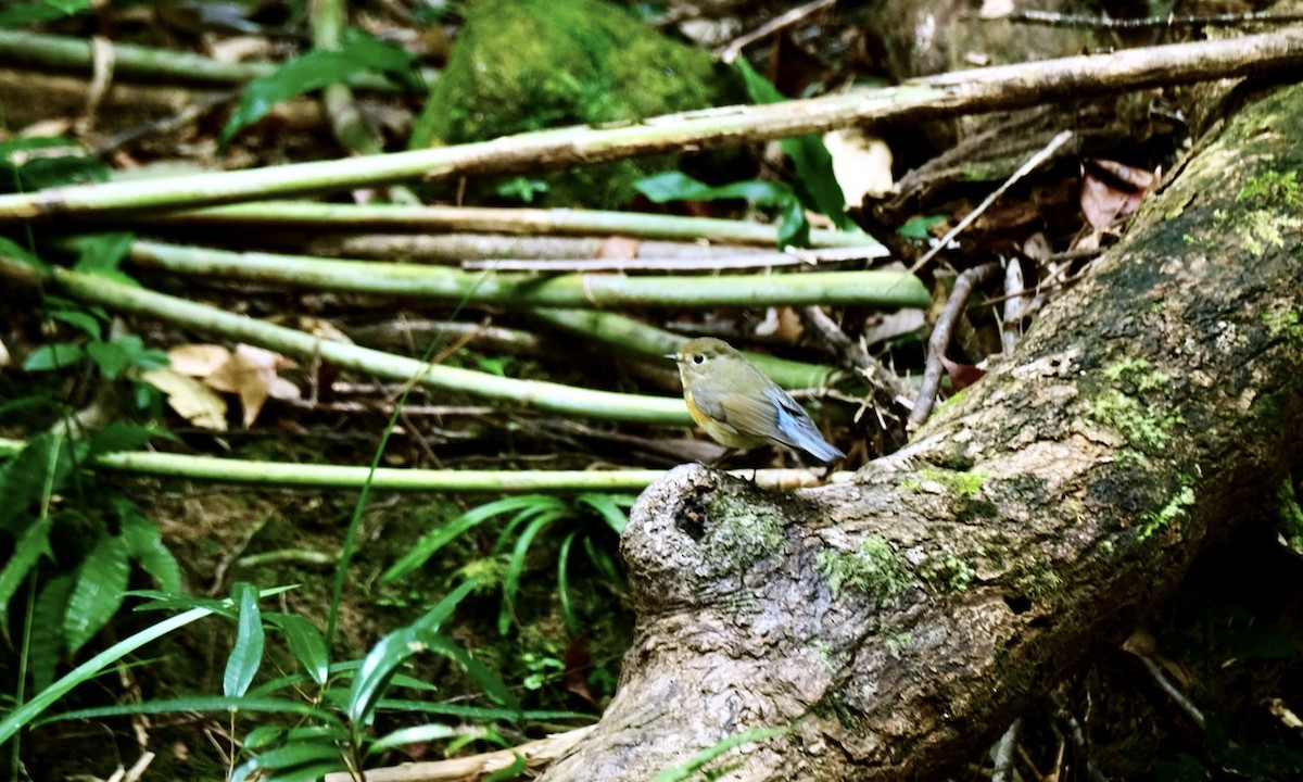 Red-flanked Bluetail - ML597038321