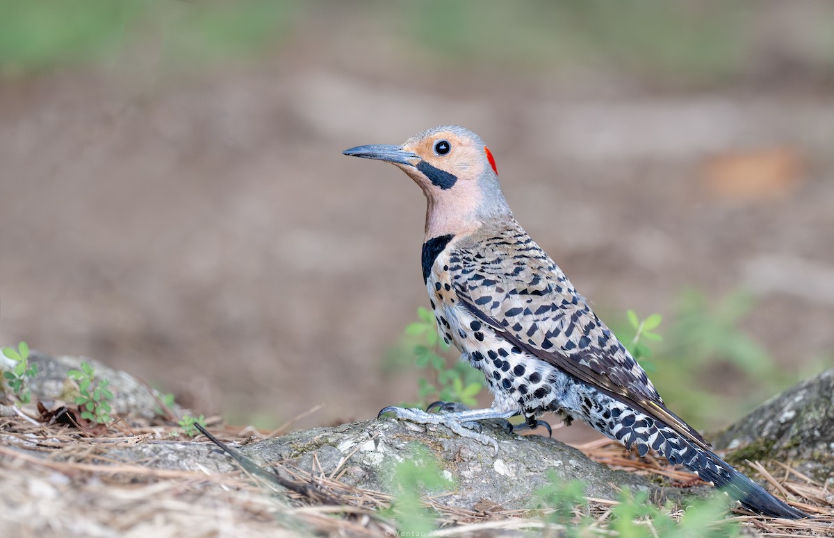 Northern Flicker (Yellow-shafted) - Wentao Yang
