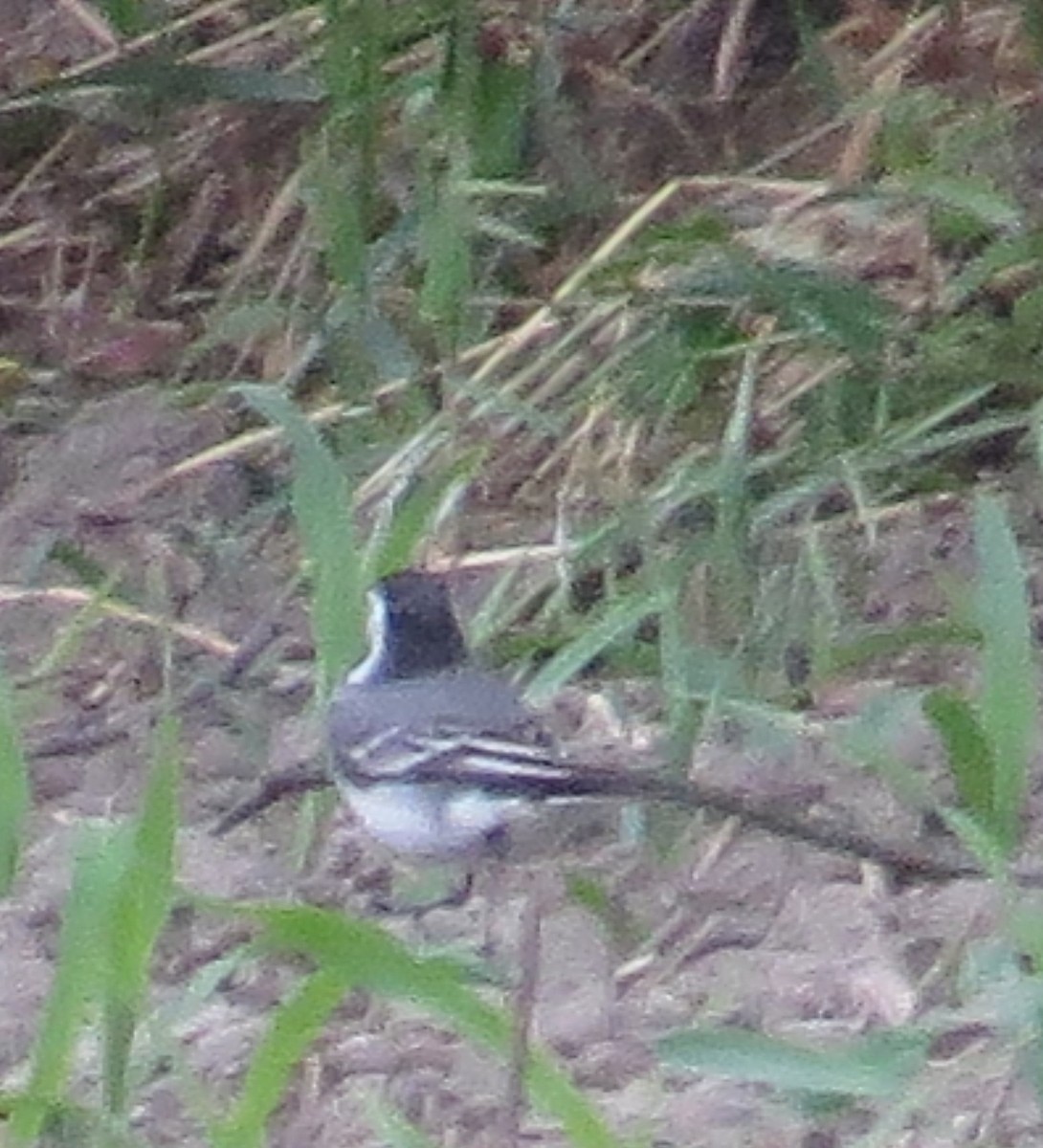 White Wagtail - valerie heemstra