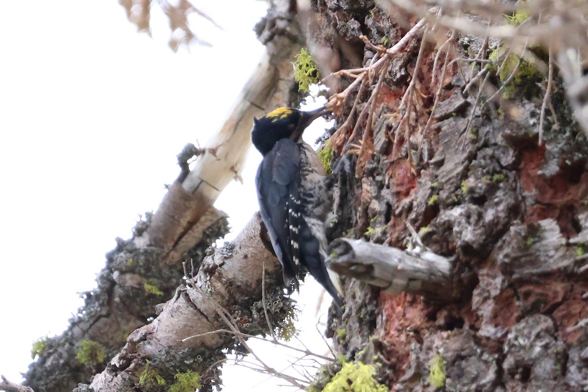 Black-backed Woodpecker - ML597042401