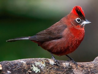  - Red-crested Finch