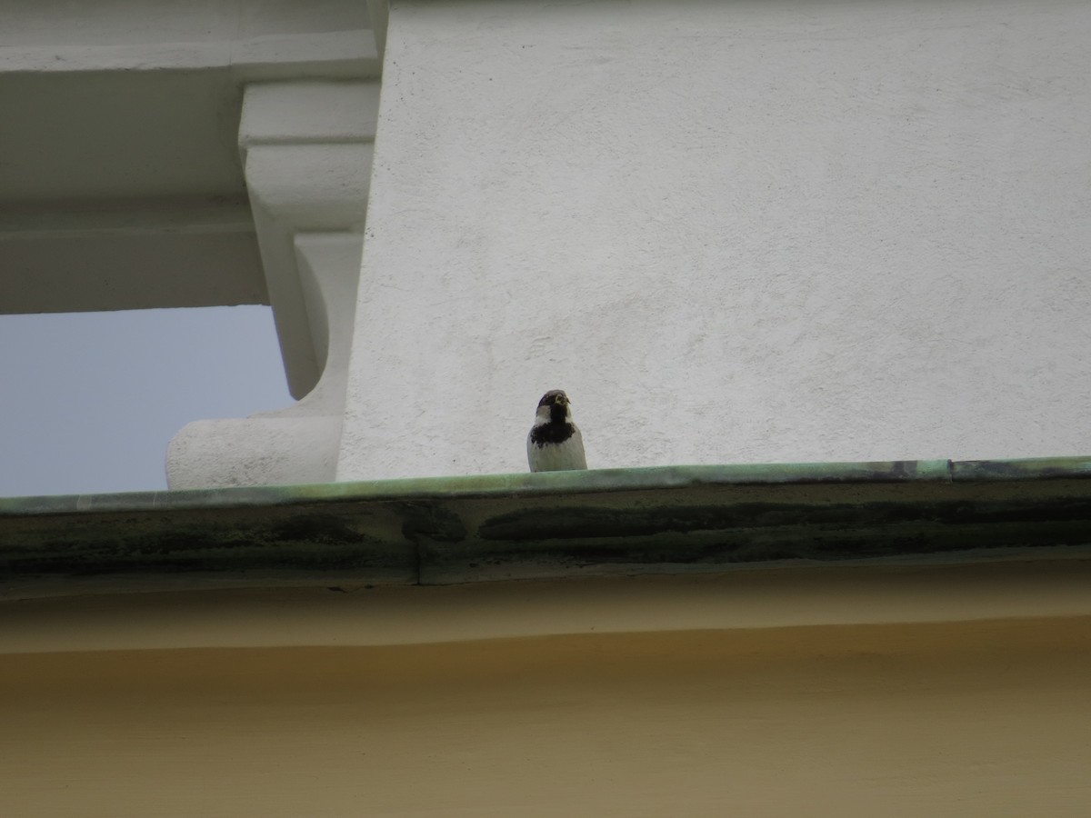 House Sparrow - valerie heemstra