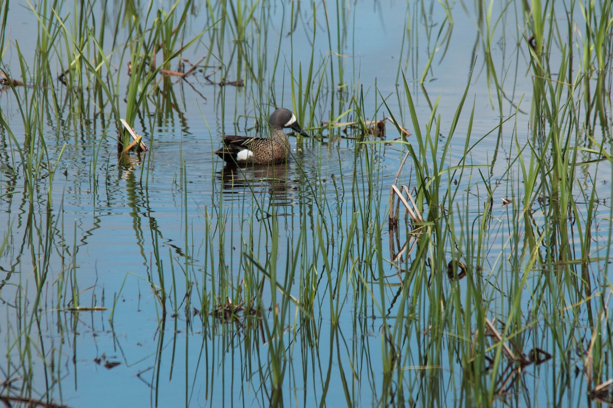 Blue-winged Teal - Christy Rank