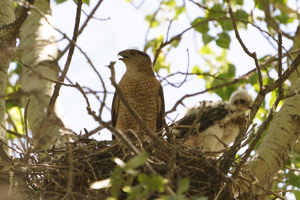 Cooper's Hawk - ML597047771