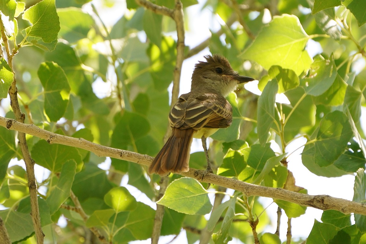 Brown-crested Flycatcher - ML597047891