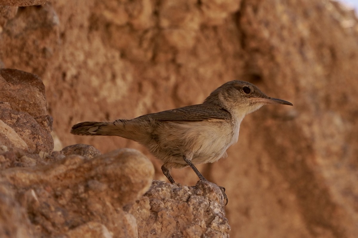 Rock Wren - ML597048001