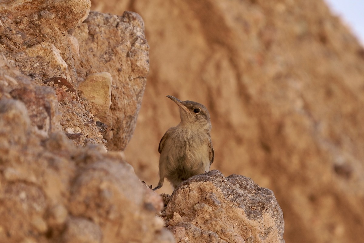 Rock Wren - ML597048021