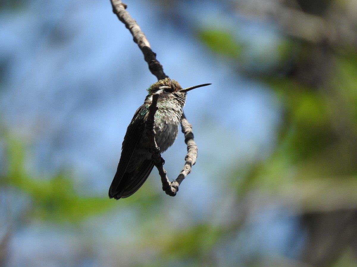 White-eared Hummingbird - David López Giraldo