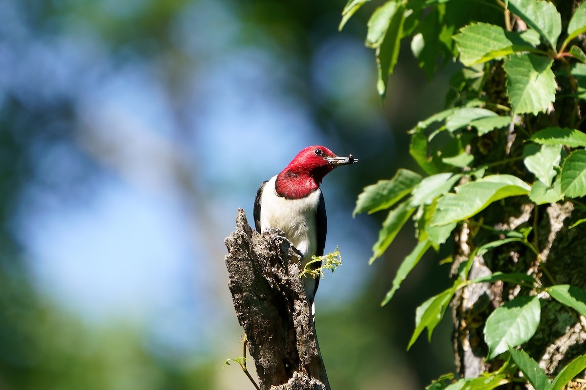 Red-headed Woodpecker - ML597050521