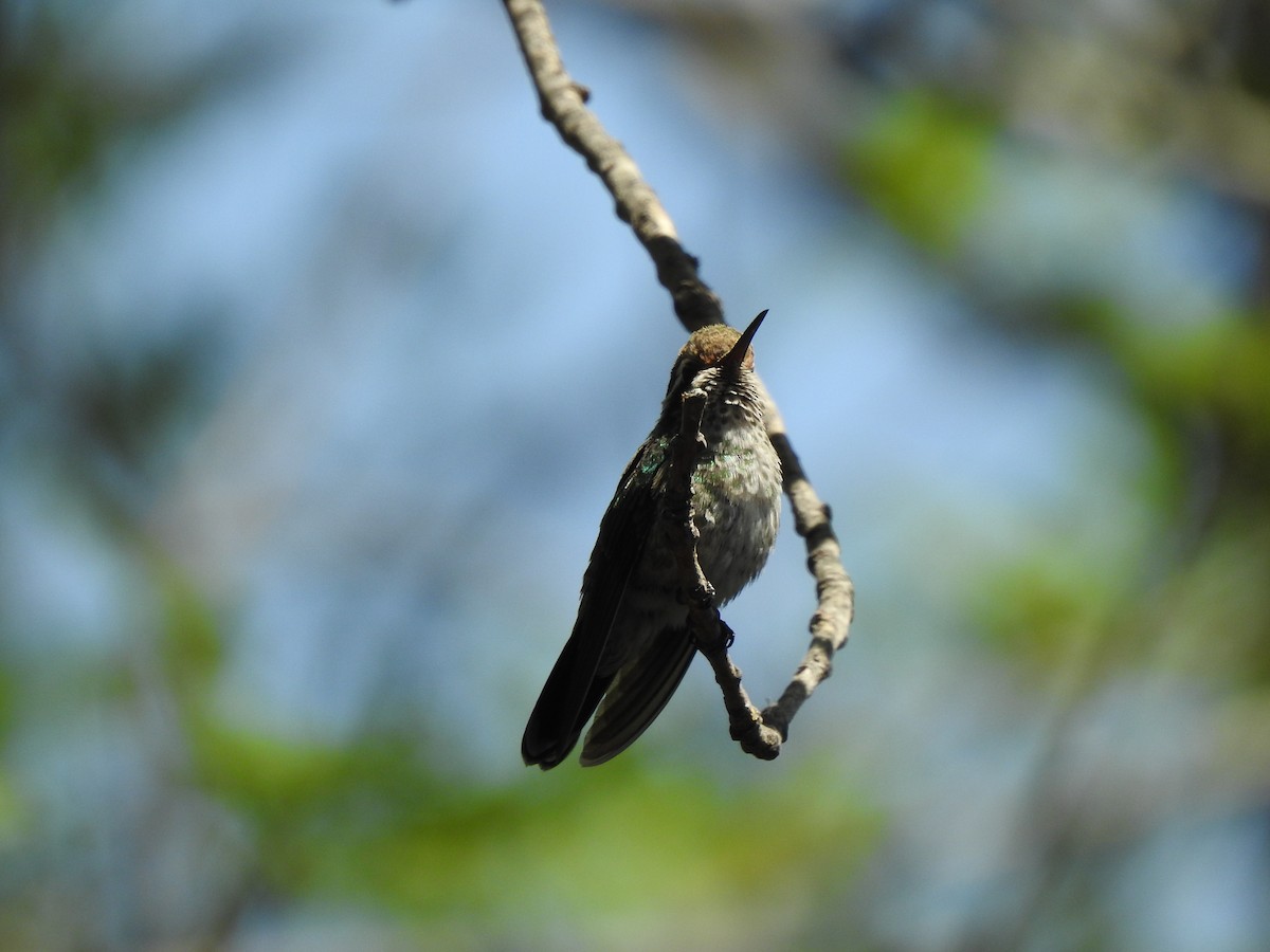 White-eared Hummingbird - David López Giraldo