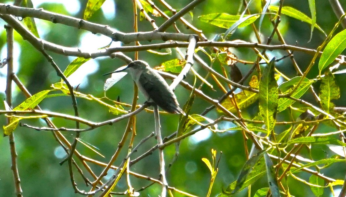 Ruby-throated Hummingbird - Marcia Dunham