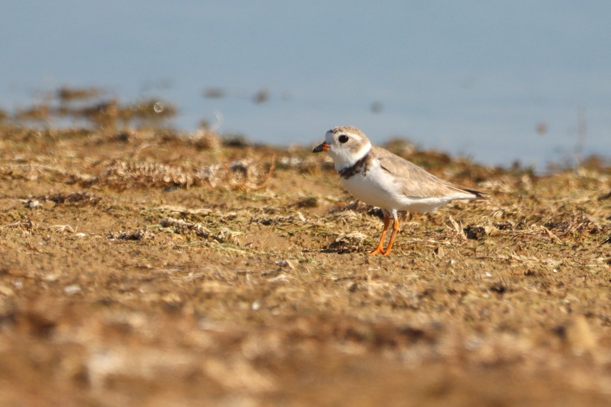 Piping Plover - Vincent O'Brien