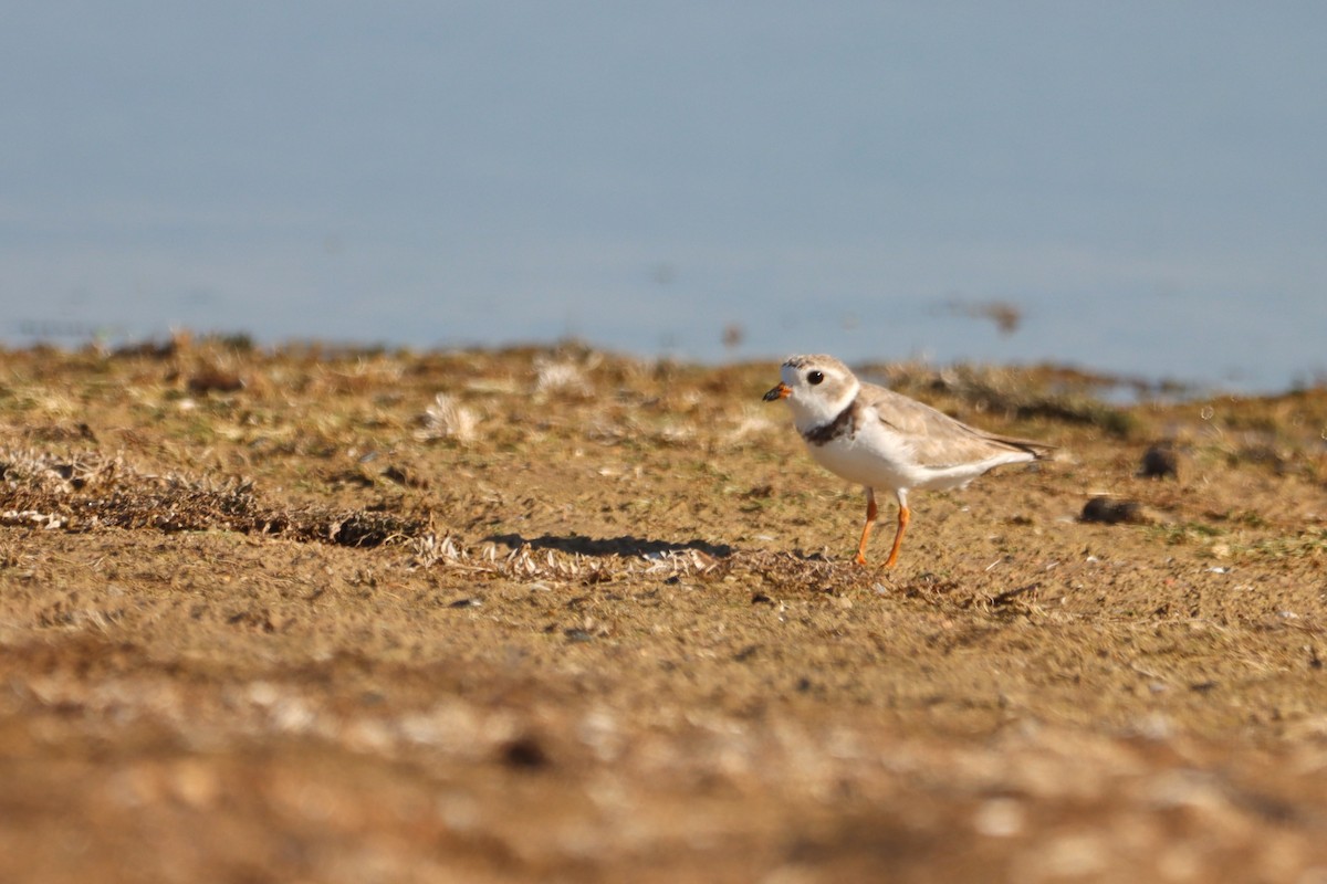Piping Plover - ML597054311