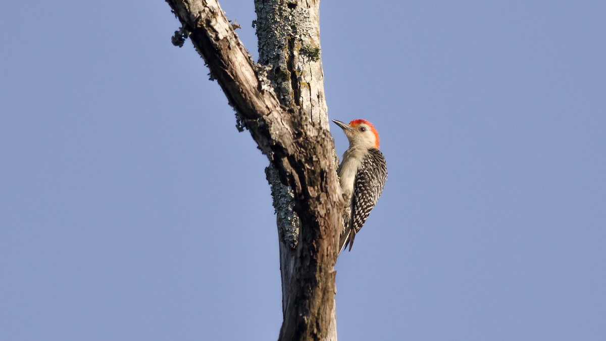 Red-bellied Woodpecker - Neil Diaz