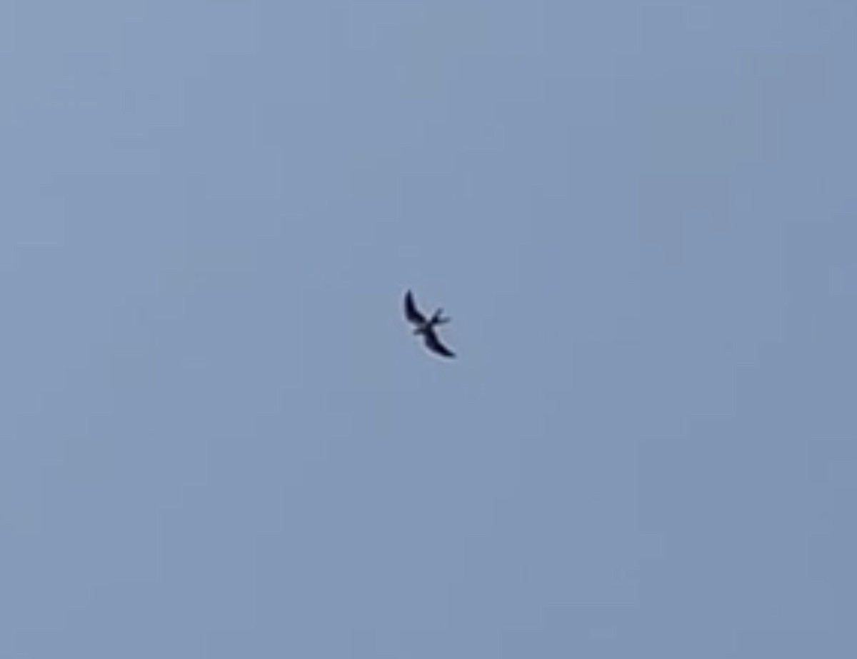 Swallow-tailed Kite - ML597062061
