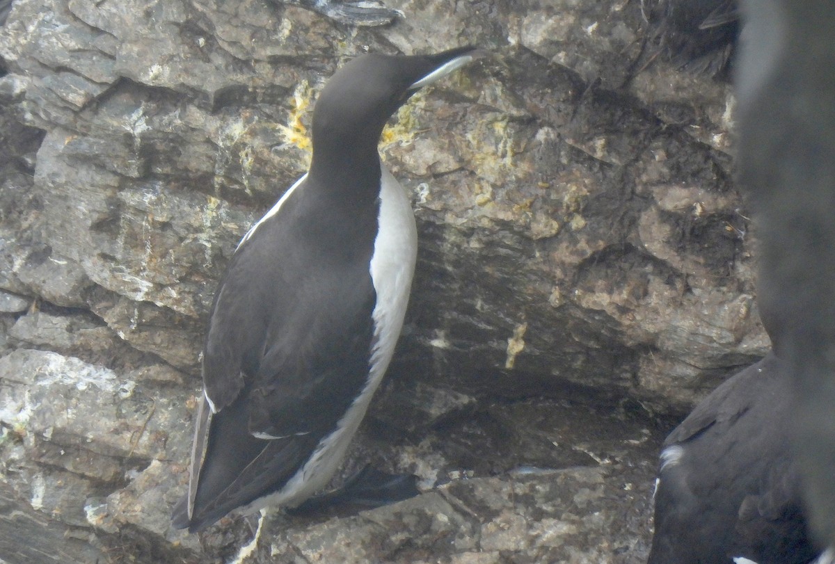 Thick-billed Murre - ML597063841