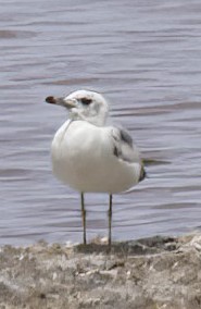 Common Gull (European) - ML597064921