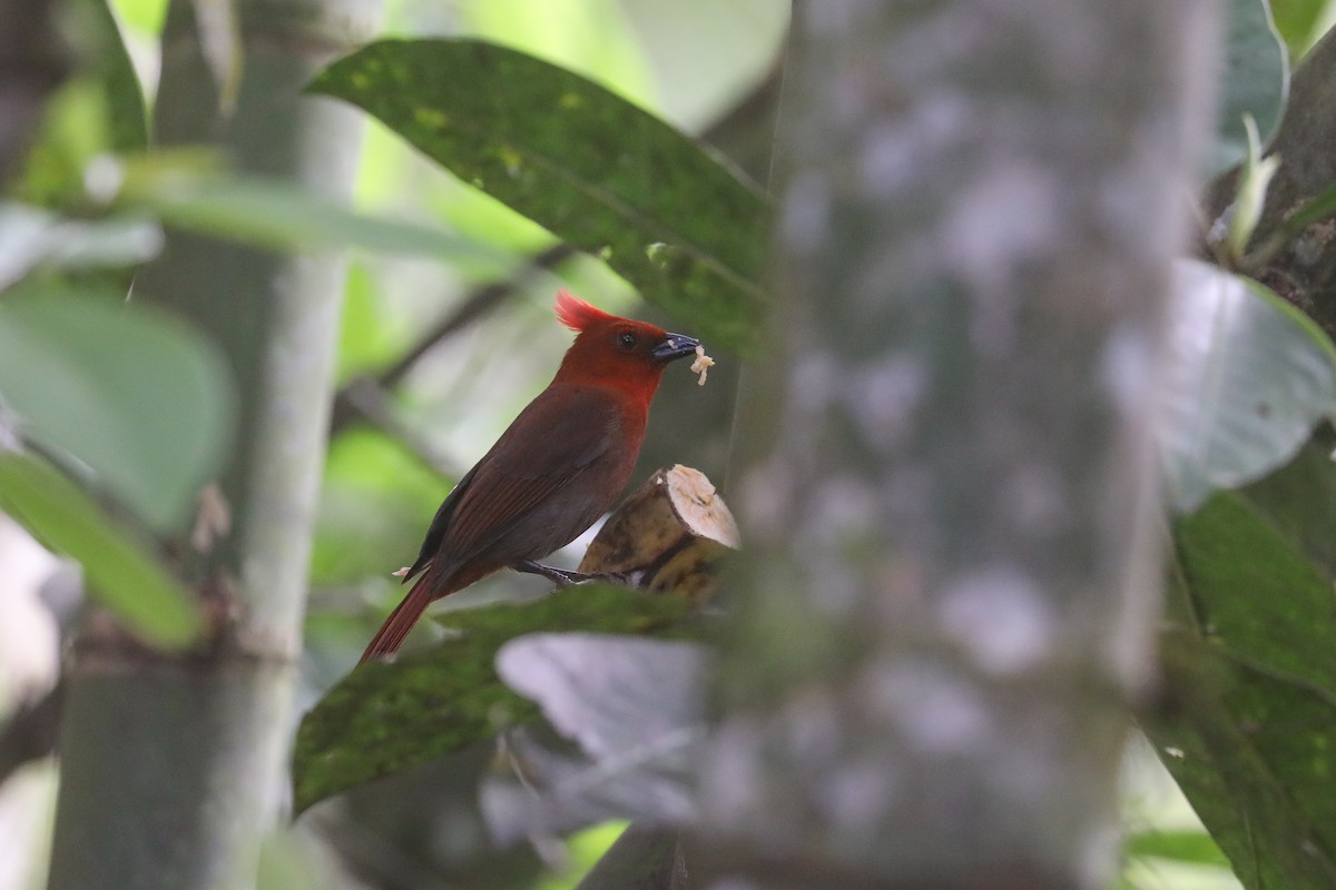 Crested Ant-Tanager - ML597070931