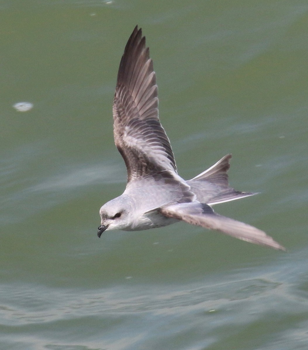 Fork-tailed Storm-Petrel - ML59707401