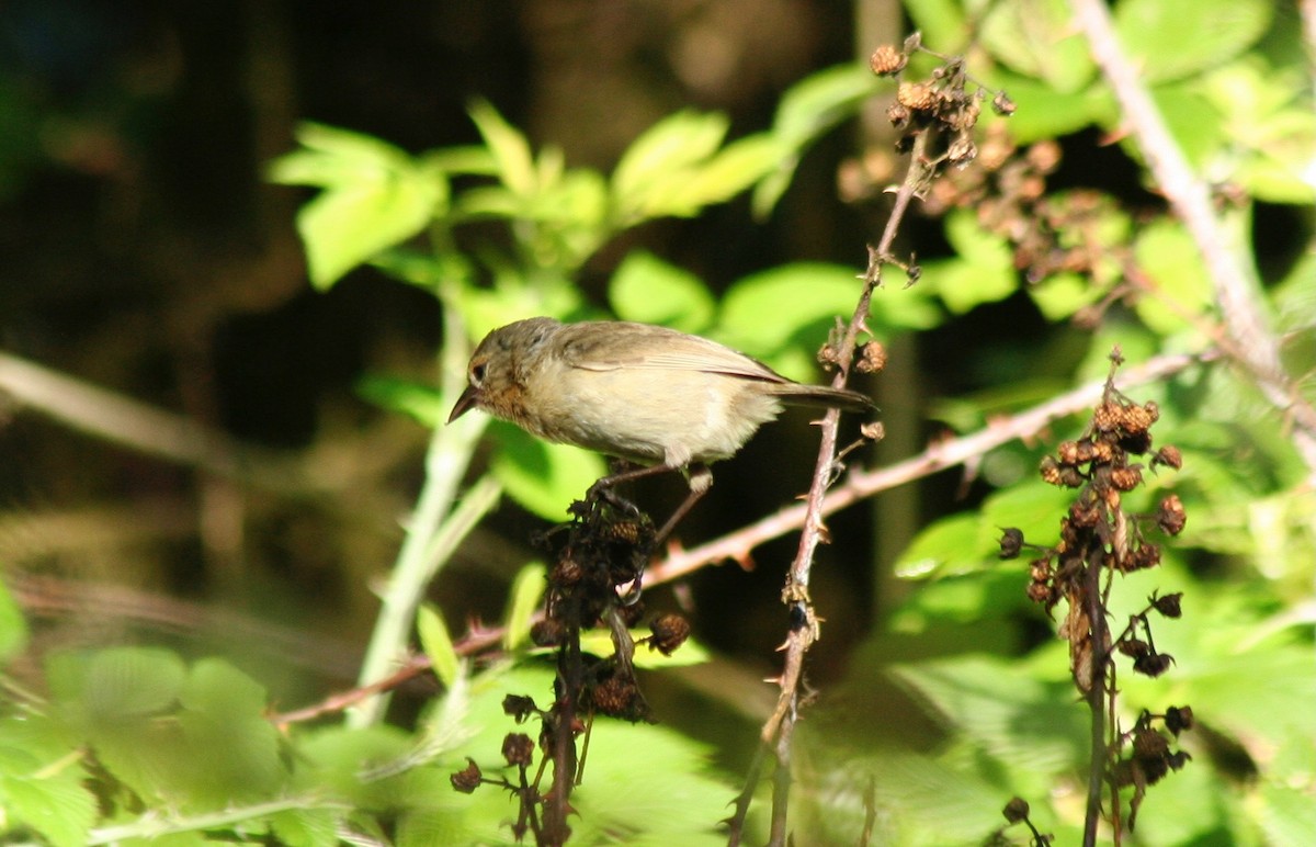 Green Warbler-Finch - ML597075011