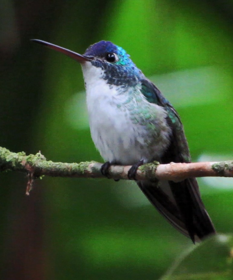 kolibřík andský - ML597076381