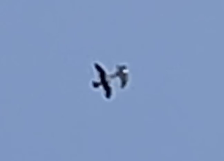 Swallow-tailed Kite - ML597079311