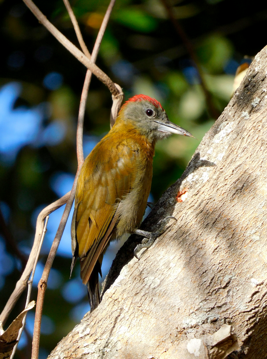 Olive Woodpecker - Zoë Lunau