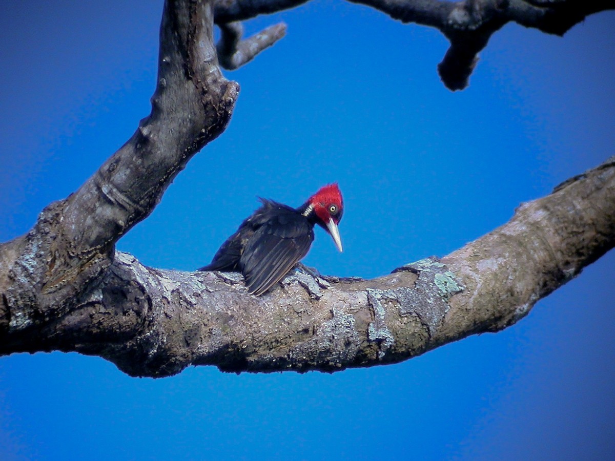 Pale-billed Woodpecker - ML597084361