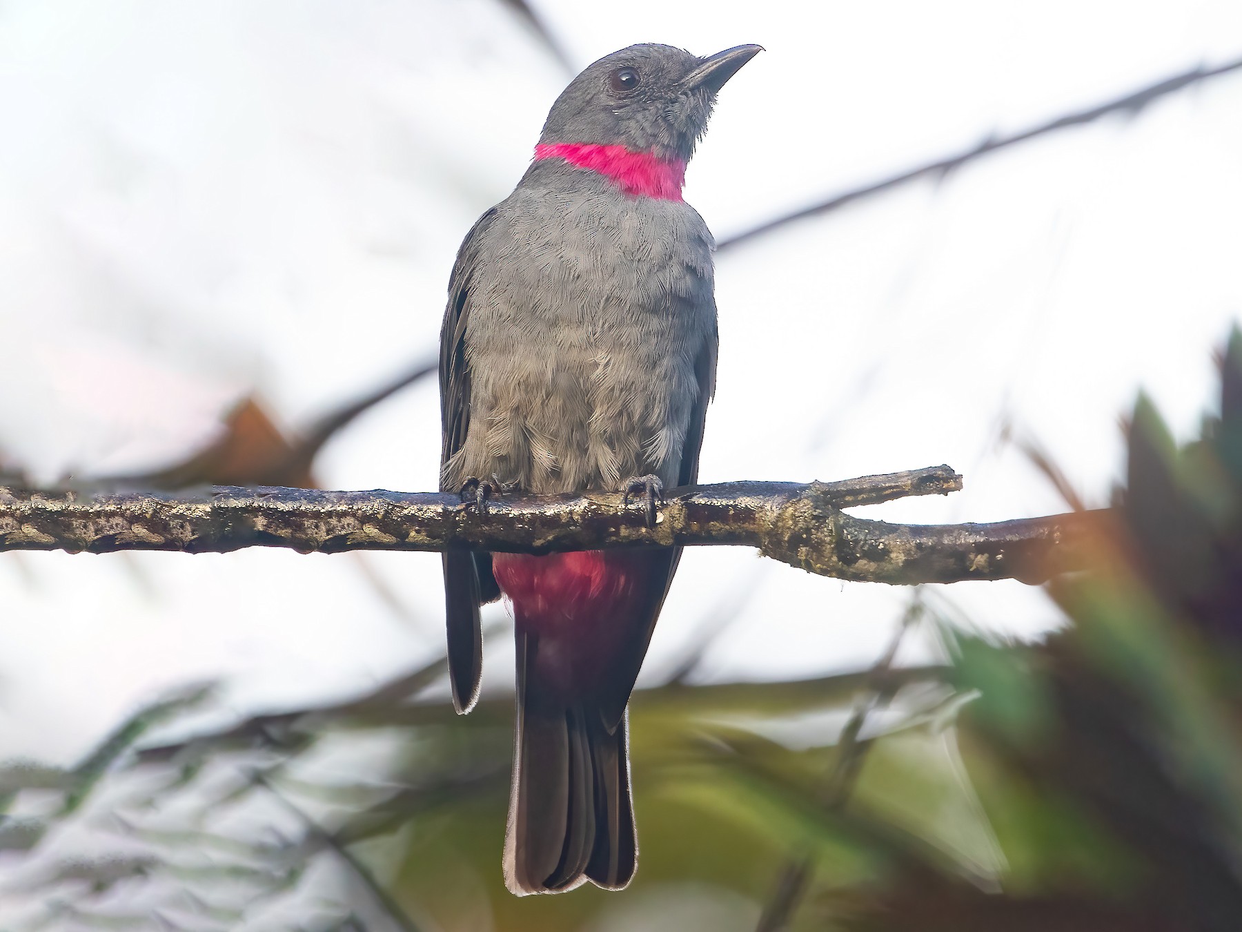 Rose-collared Piha - Jhonathan Miranda - Wandering Venezuela Birding Expeditions