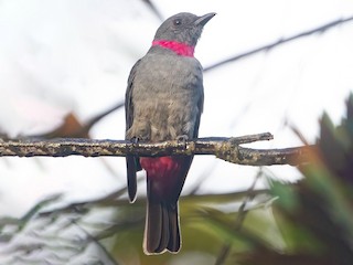  - Jhonathan Miranda - Wandering Venezuela Birding Expeditions - ML597084431