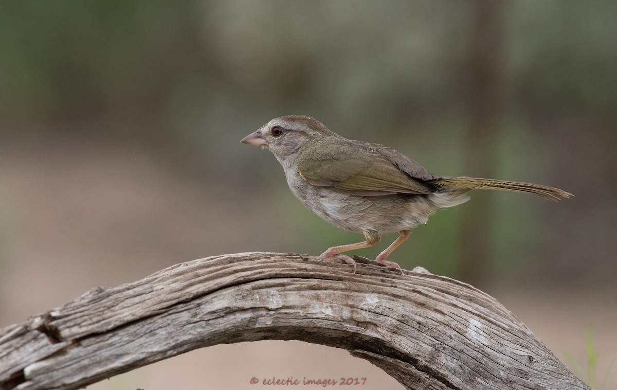 Olive Sparrow - ML59708501