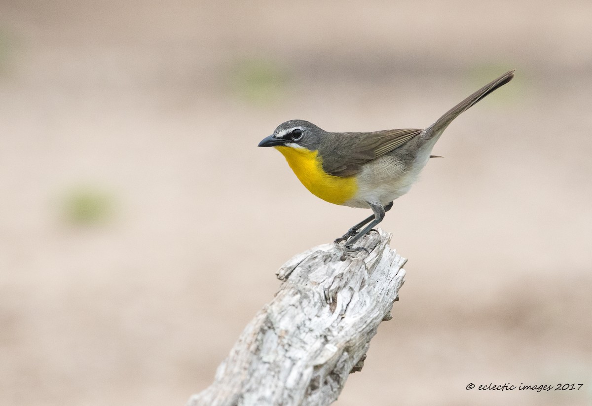 Yellow-breasted Chat - Janey Woodley