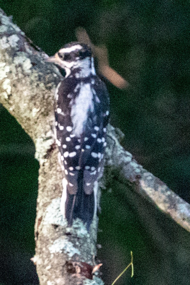 Hairy Woodpecker - ML597087241