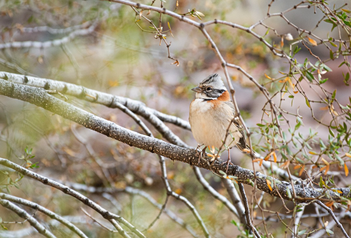 Rufous-collared Sparrow - ML597087921