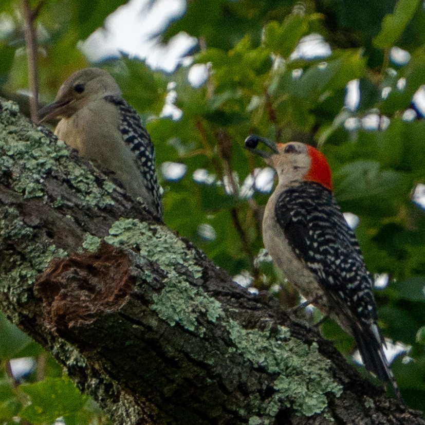 Red-bellied Woodpecker - ML597088491