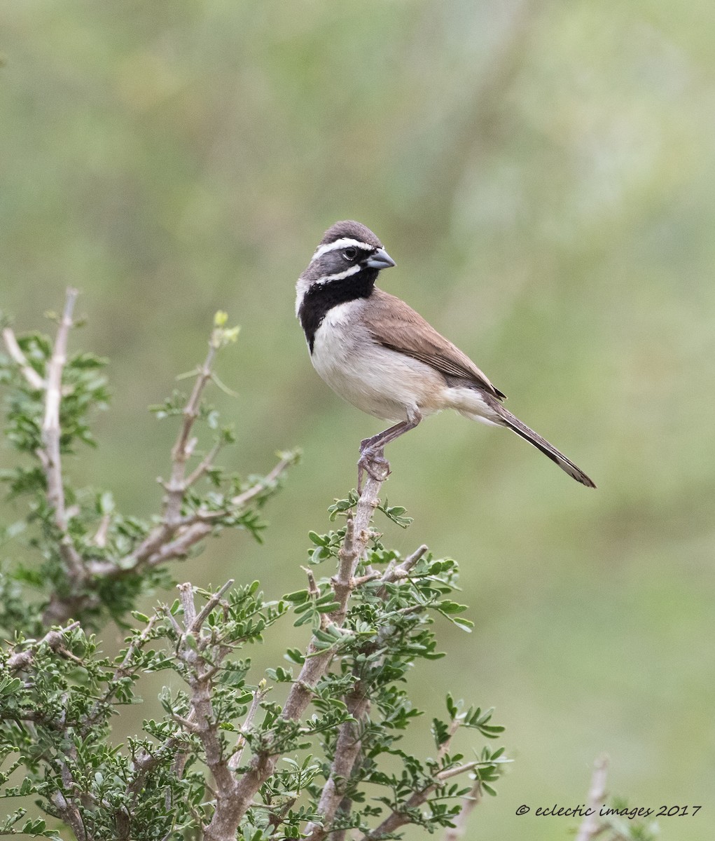 Black-throated Sparrow - ML59708901